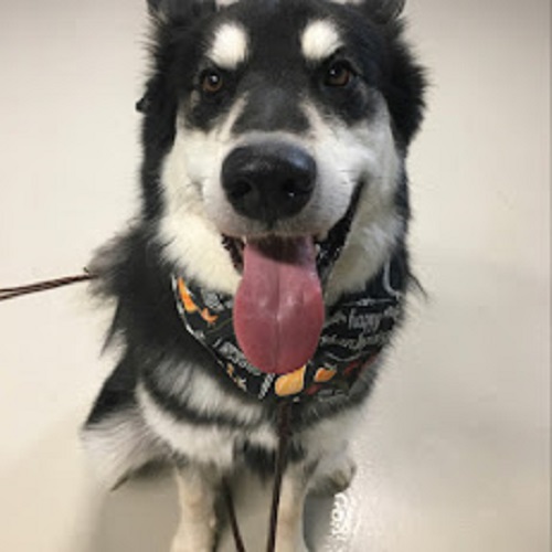 Tip Top K9 Training Cost at Clyde Krause blog